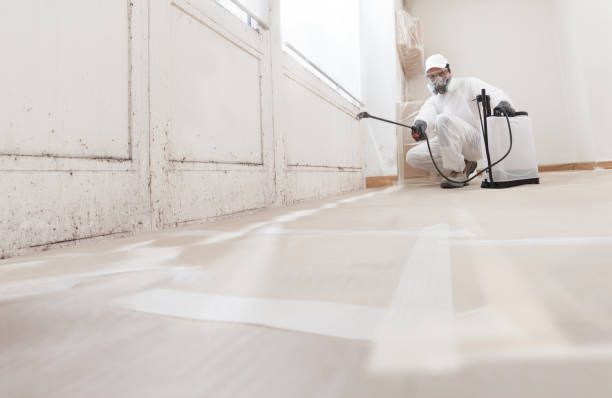 Black mold remediation team in Springfield